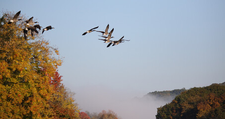 Geese in flight