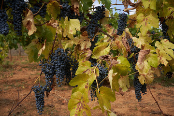 Bunches of ripe dark blue grapes hanging in a vineyard on a fall day. Plantation of grape-bearing vines. 