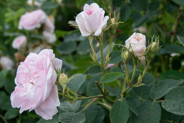 beautiful pale pink roses with green leaves in the background