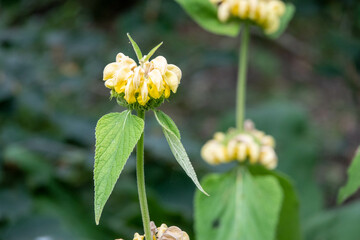 golden yellow flowers of turkish sage phlomis russeliana with a blurred green background