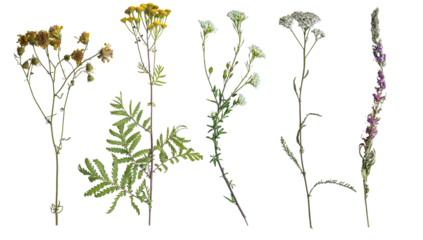 wild flowers on white background. Flat lay, top view.