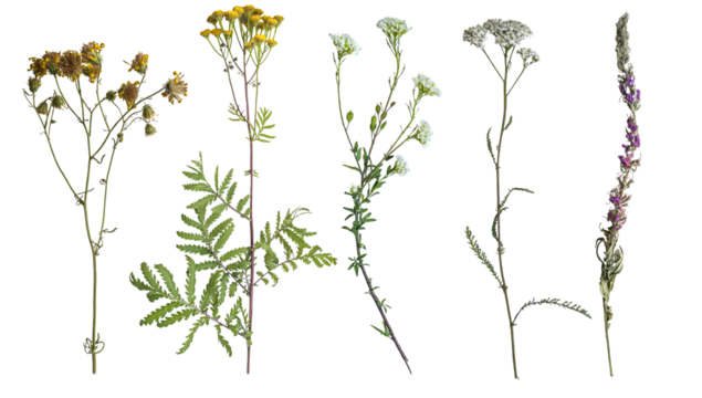 wild flowers on white background. Flat lay, top view.