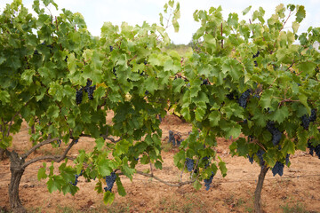 Fototapeta na wymiar Vineyards with vines still green, in the region of Girona in Catalonia, Spain.