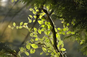 Lumière végétale.