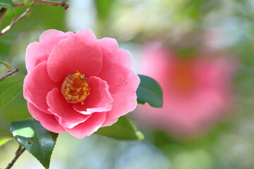 厳冬に凛と咲く