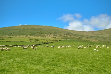 Herd of sheep in a green meadow on a sunny day in Ireland