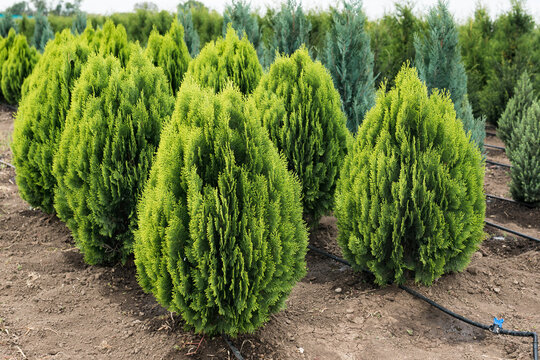Thuja orientalis Aurea Nana in plant nursery. Dwarf evergreen tree with a well-defined main trunk and a large number of lateral branches