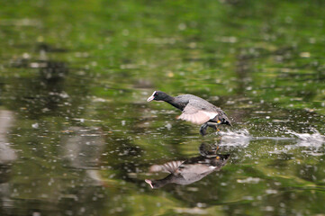 ducks on the lake 2022 in summer