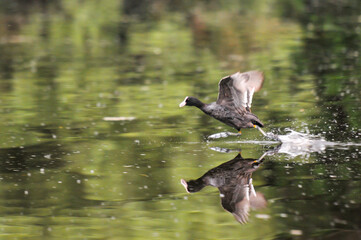 ducks on the lake 2022 in summer