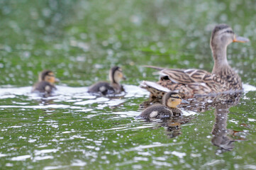 ducks on the lake 2022 in summer
