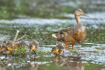 ducks on the lake 2022 in summer