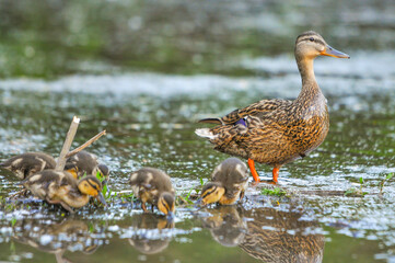 ducks on the lake 2022 in summer