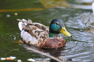ducks on the lake 2022 in summer
