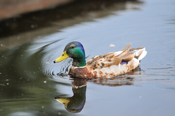 ducks on the lake 2022 in summer
