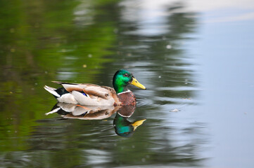 ducks on the lake 2022 in summer