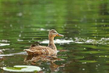 3d wallpaper, animal, aquatic, awesome background, awesome landscape, awful, bird, bird silhouette, bird wallpaper, birds, birds flying, closeup, colors, cute, cute animals, duck cartoon, duck family,