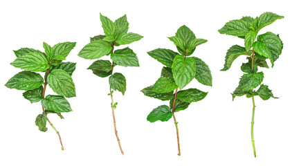 Fresh mint leaves collection isolated on white background, top view.