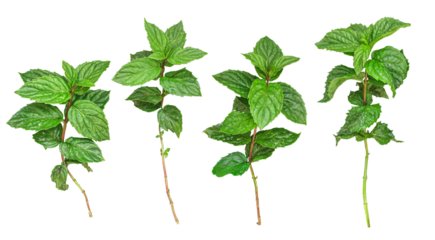 Fresh mint leaves collection isolated on white background, top view.