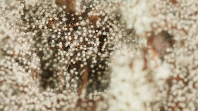 Infected soil, radiation and disaster, global warming and climate change, new life, mushrooms and spores, bacteria and mold