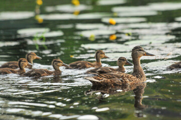 3d wallpaper, animal, aquatic, awesome background, awesome landscape, awful, bird, bird silhouette, bird wallpaper, birds, birds flying, closeup, colors, cute, cute animals, duck cartoon, duck family,