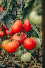 close up of deliciously vibrant ripe juicy red tomatoes