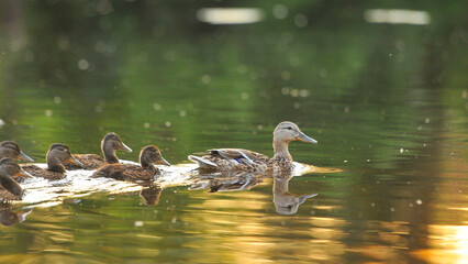 3d wallpaper, animal, aquatic, awesome background, awesome landscape, awful, bird, bird silhouette, bird wallpaper, birds, birds flying, closeup, colors, cute, cute animals, duck cartoon, duck family,