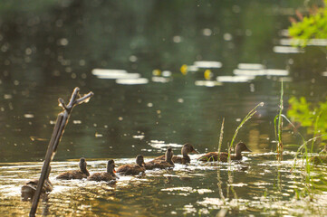 3d wallpaper, animal, aquatic, awesome background, awesome landscape, awful, bird, bird silhouette, bird wallpaper, birds, birds flying, closeup, colors, cute, cute animals, duck cartoon, duck family,