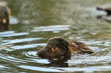 3d wallpaper, animal, aquatic, awesome background, awesome landscape, awful, bird, bird silhouette, bird wallpaper, birds, birds flying, closeup, colors, cute, cute animals, duck cartoon, duck family,