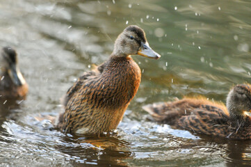3d wallpaper, animal, aquatic, awesome background, awesome landscape, awful, bird, bird silhouette, bird wallpaper, birds, birds flying, closeup, colors, cute, cute animals, duck cartoon, duck family,