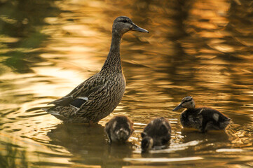 ducks on the lake 2022 in summer