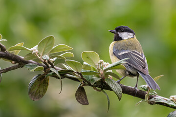 Great tit (Parus major) perched on a branch. Cute garden bird portrait.