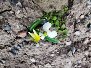 Perce-neige sur un terrain meuble, vignoble alsacien, Alsace, France