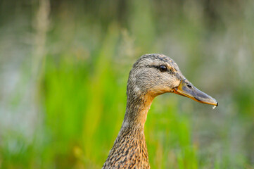 ducks on the lake 2022 in summer