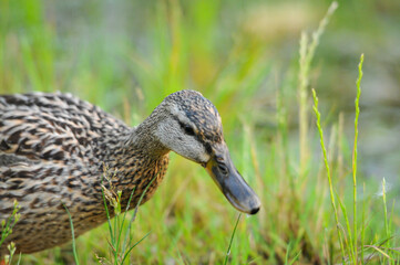 ducks on the lake 2022 in summer