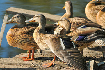 ducks on the lake 2022 in summer