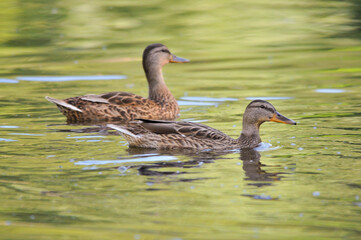 ducks on the lake 2022 in summer