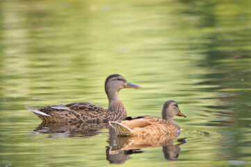 ducks on the lake 2022 in summer