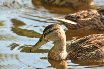 ducks on the lake 2022 in summer