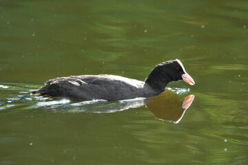 ducks on the lake 2022 in summer