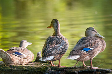 ducks on the lake 2022 in summer