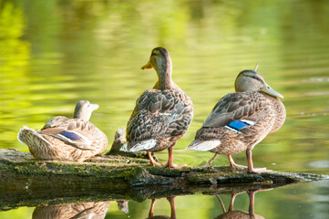 ducks on the lake 2022 in summer