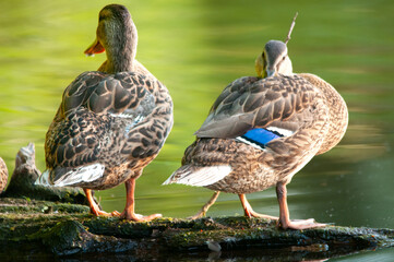 ducks on the lake 2022 in summer