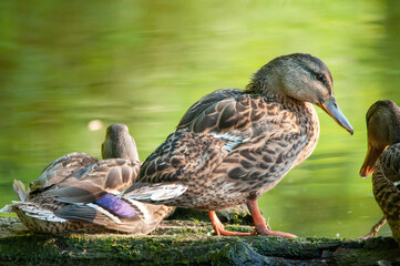 ducks on the lake 2022 in summer