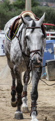 horse in the street