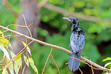 Little Cormorant on Branch of the tree