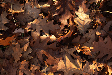Photography from above of golden autumn leafs.Natural background with negative space.
