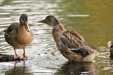 ducks on the lake 2022 in summer