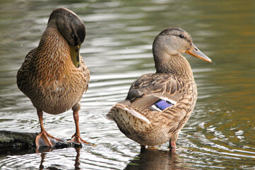 ducks on the lake 2022 in summer