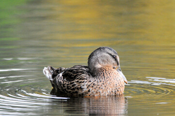 Obraz premium ducks on the lake 2022 in summer