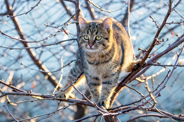 A cat on a tree in autumn on a sunny day